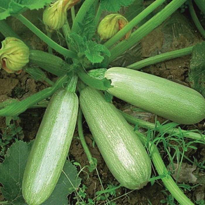 Yediveren Sakız Kabak Tohumu (50 Tohum)